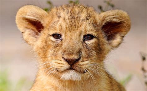 Download Lion Cub Portrait Wallpaper | Wallpapers.com