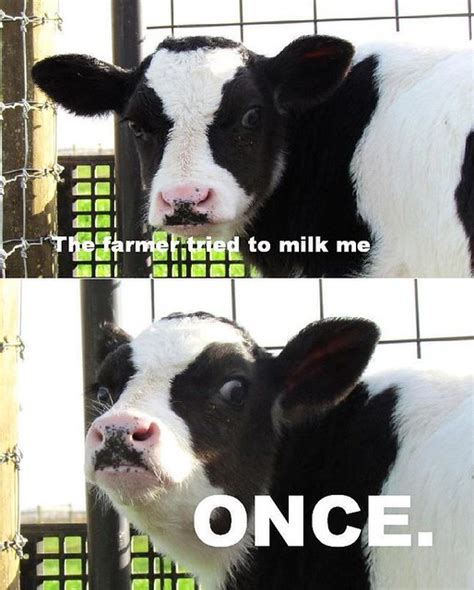 Sinister Cow Meme Milking Bassinyourspace Flickr