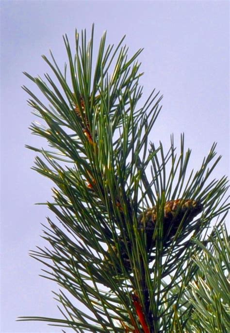 Species Austrian Pine Corsican Pine Pinus Nigra J F Arnold