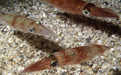 Longfin Inshore Squid Doryteu Image Eurekalert Science News Releases