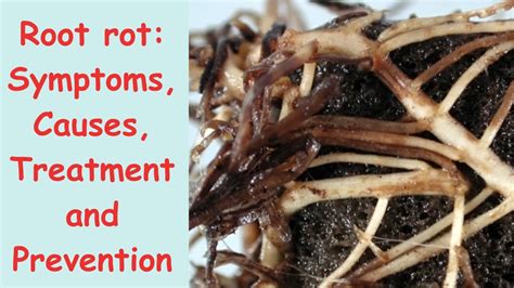 What Is Root Rot Symptoms Causes Treatment And Prevention