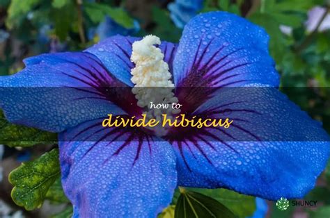 A Step By Step Guide To Dividing Hibiscus Plants Shuncy