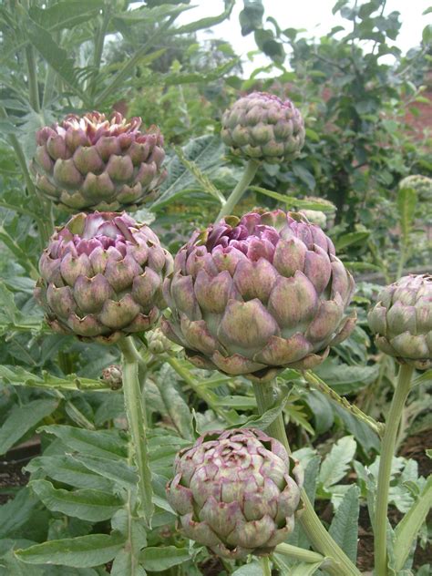 Artichoke plants, Artichoke flower, Artichoke