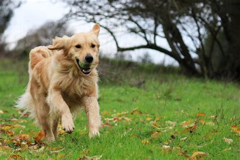 Top 7 Best Field Golden Retriever Breeders In The U.S.