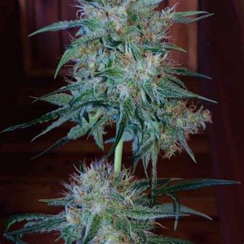 Sweet Seeds Gorilla Sherbet F1 Fast Version Grow Journal By Seedgard