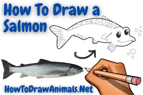 How To Draw A Salmon Easy Drawing Tutorial