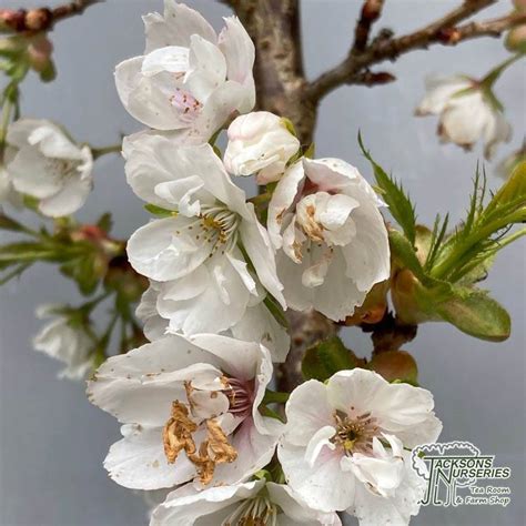 Buy Prunus Shirotae Japanese Flowering Cherry In The Uk