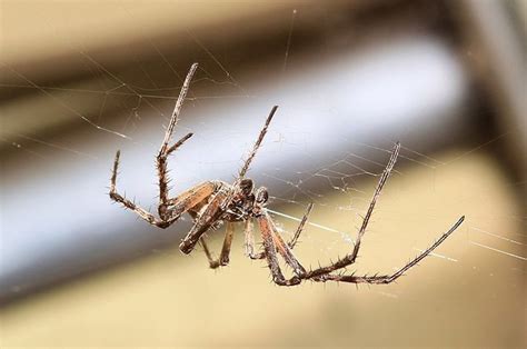 Orb Weaving Spiders Use Their Webs To Detect Sound Trendradars Latest