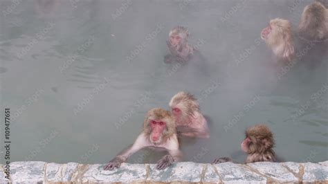 Snow Monkeys Relaxing In A Hot Spring Japanese Macaque Onsen Monkey Stock Photo Adobe Stock