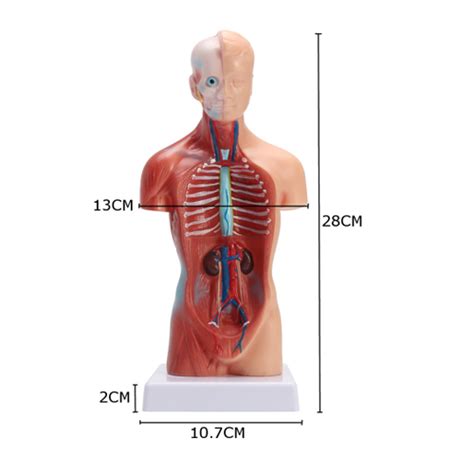 Cm Unisex Modelo De Anatomia Do Torso Humano V Sceras Cora O