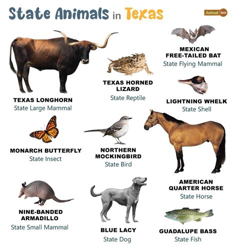 List Of Animals That Live In Texas And Its State Animals Photos