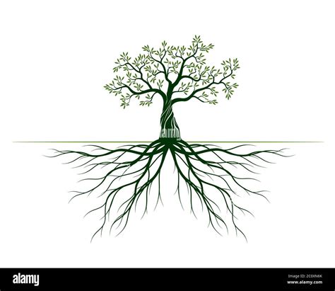 Green Tree With Leaves And Roots Vector Outline Illustration Plant In