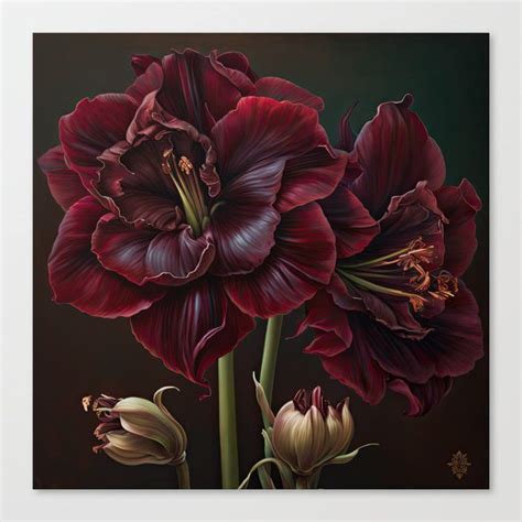 Shop Burgundy Amaryllis Canvas Print By Vanoverdesigns On Society6