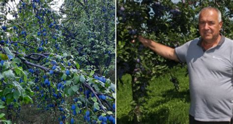 Nude dnevnicu od 50 do 60 maraka ali šljive jednostavno nema ko brati Bug ba Info portal