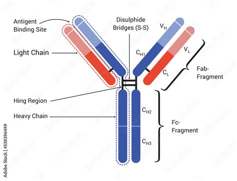 Antibody Structure Fab Fc Top Sellers