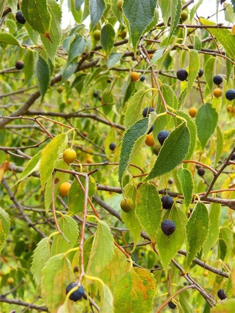 Celtis Australis Ver Arbol Su Hoja Y Fruto