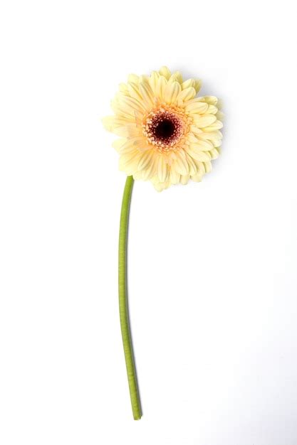 Hermosa Gerbera En Blanco Foto Gratis