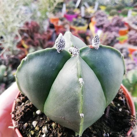 Astrophytum Myriostigma Quadricostatum Var Nudum Giromagi Cactus