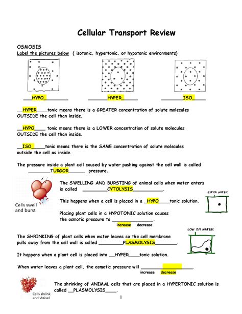 Cellular Transport Review Lecture Notes Biology Docsity