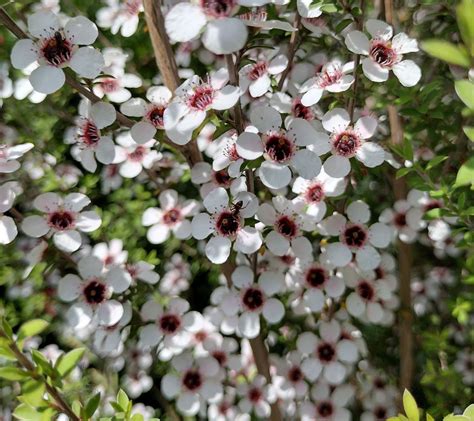 Leptospermum scoparium - Trees and Shrubs Online