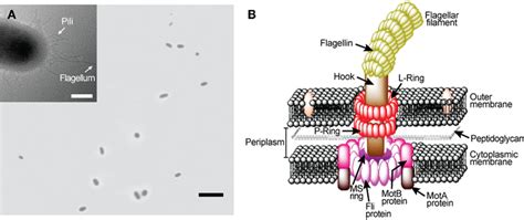 Escherichia Coli Rotary Flagellar Motor A Light Microscopy Image Of