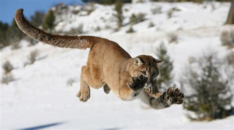 Boy survives attack by Southern California mountain lion | Rare