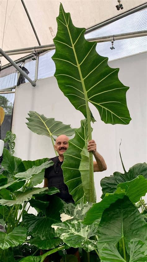 ALOCASIA ‘SARIAN’* — Aroidpedia