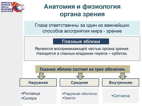 Основы анатомии и физиологии человека - презентация онлайн