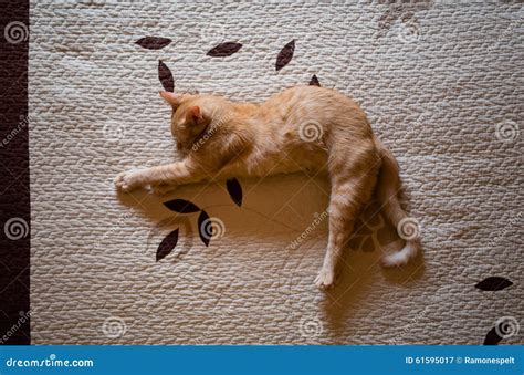 Gatito Anaranjado Del Gato Atigrado Que Duerme En Una Cama Imagen De