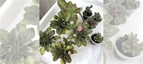 Мини фиалки, альсобия, эписция купить в Москве | Товары для дома и дачи ...