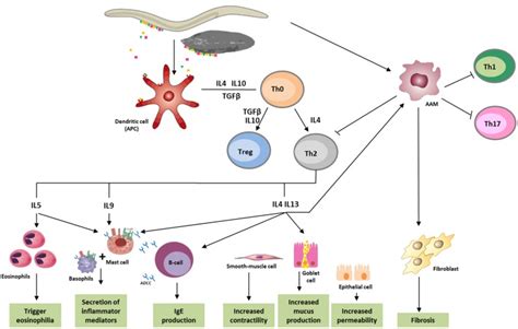 Immune Response Against Helminths Helminth Infection Mainly Leads To