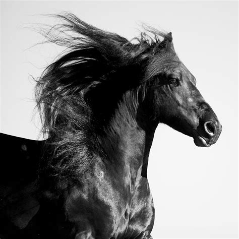 Black Horse Poster Print - Carol Walker - Posterazzi