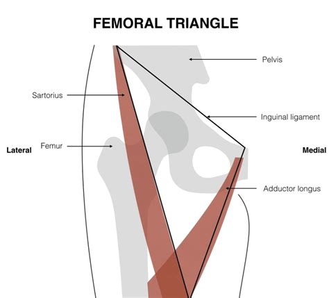 Femoral triangle