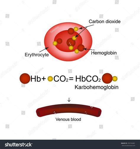 250 Hemoglobin Carbon Dioxide Images Stock Photos Vectors Shutterstock