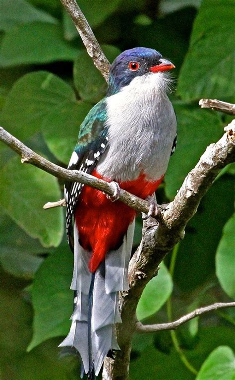 The Cuban Trogon, or Tocororo, lives on the Caribbean island of Cuba ...