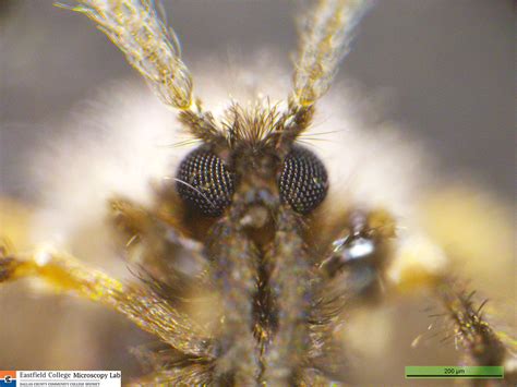 Scanning Electron Microscope Blog: Moth Fly in the Men's Room