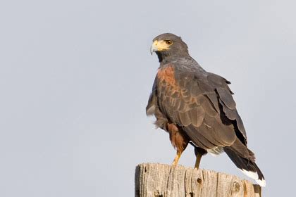 Harris's Hawk Pictures and Photos - Photography - Bird | Wildlife | Nature - Christopher Taylor