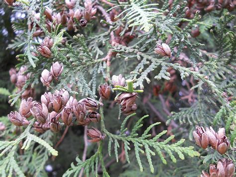 Туя С Шишками Фото И Названия – Telegraph
