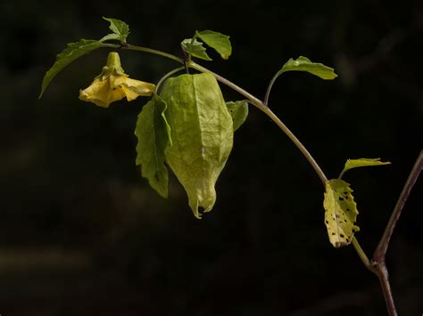 Very Late Season Tomatillo Tomatillos Physalis Ixocarpa Flickr