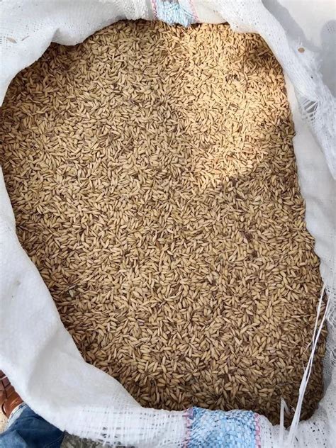 Dried Brown Sathya Paddy Seeds For Agriculture Packaging Type Loose