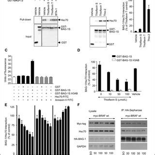 Effect Of Thio On Growth Survival And Signaling Of Untransformed