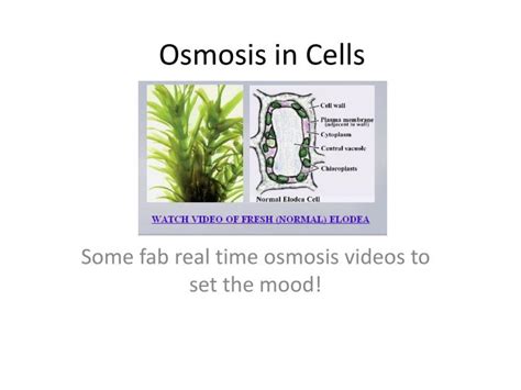 PPT - Osmosis in Cells PowerPoint Presentation, free download - ID:1973860