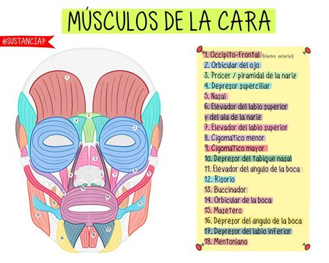 M Sculos De La Cara Pensamiento Anat Mico Udocz