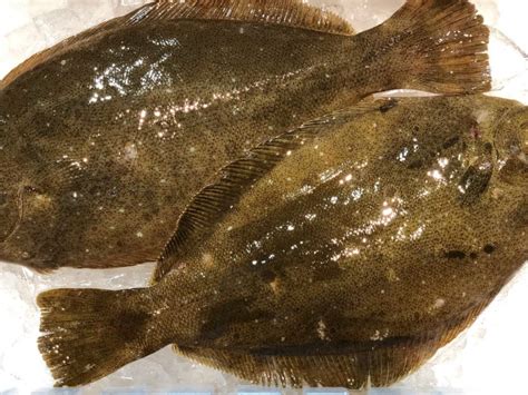 Рыба палтус🐟: фото и описание. Как выглядит палтус👍, чем питается и где ...