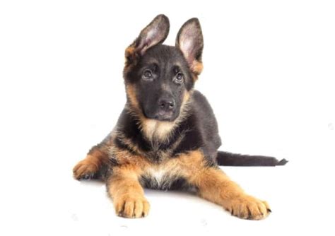 "2023's Ultimate Guide to German Shepherd Husky Mix" Benefits and Considerations"