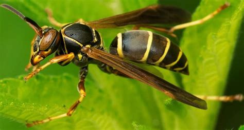 14 Common Wasps Hornets In Georgia ID Guide Bird Watching HQ