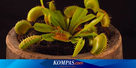 Gejala Penyebab Dan Cara Mengatasi Busuk Akar Pada Tanaman