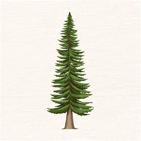 Hand Drawn Spruce Tree Vector Premium Image By Rawpixel Tree