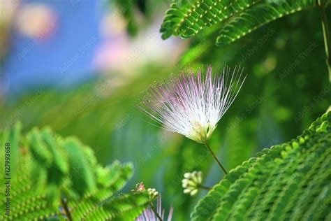 Silk Tree Flower Stock Photo | Adobe Stock