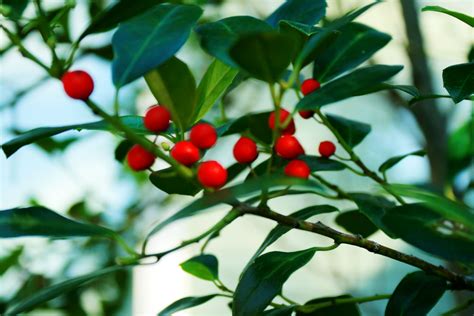 Holly Tree | Holly tree, Holly, Plants